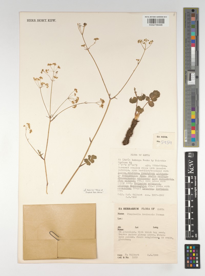 Pimpinella keniensis