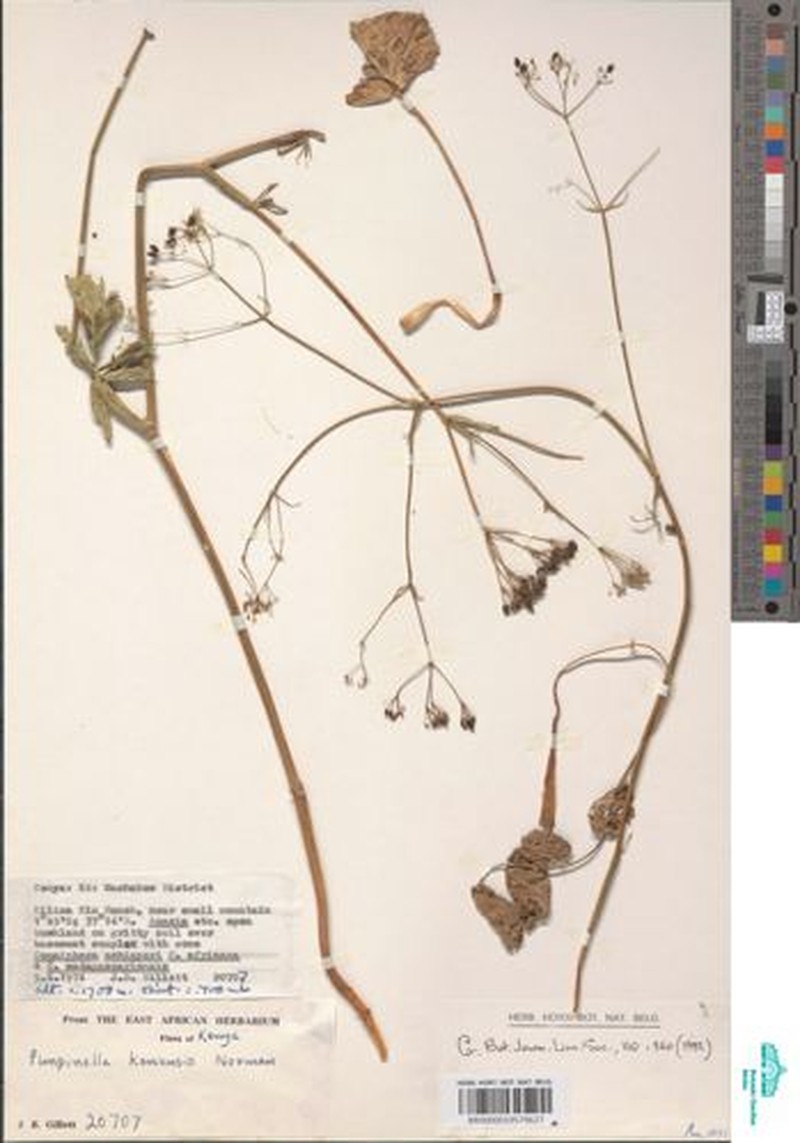 Pimpinella keniensis photo 2