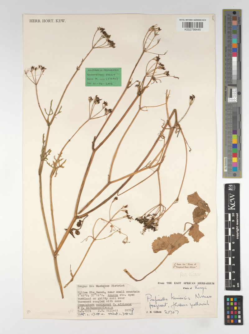 Pimpinella keniensis photo 3