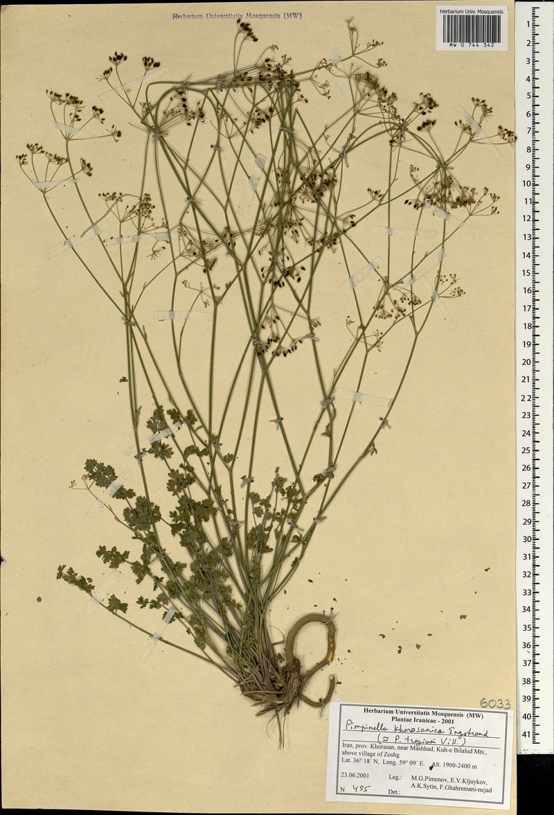 Pimpinella khorasanica