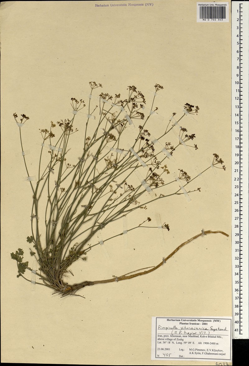 Pimpinella khorasanica photo 2