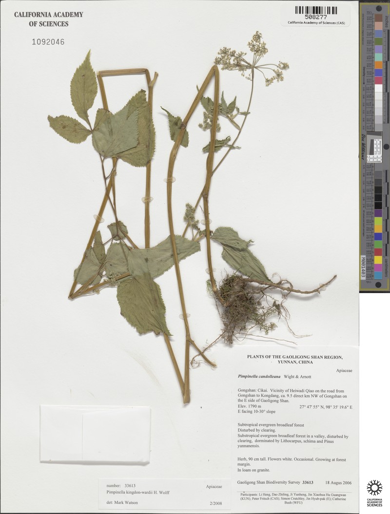 Pimpinella kingdon-wardii