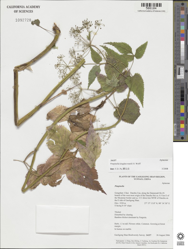 Pimpinella kingdon-wardii photo 2