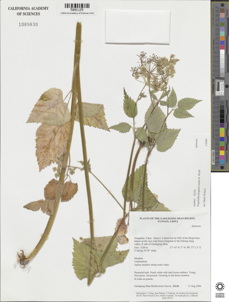 Pimpinella kingdon-wardii photo 3