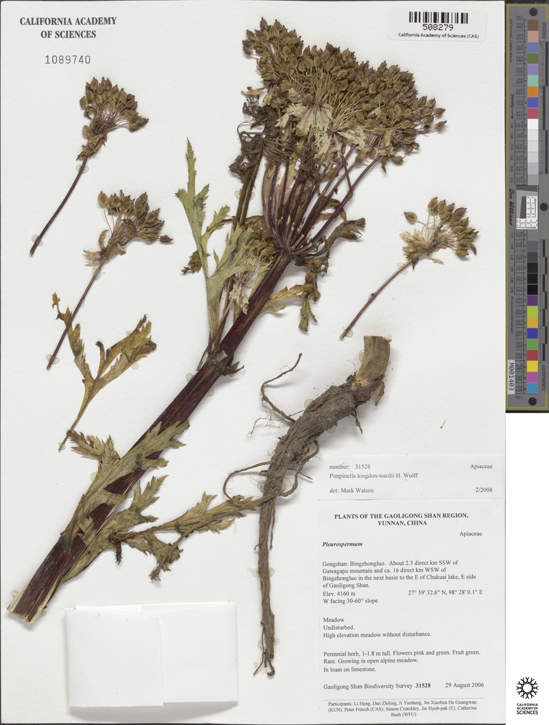 Pimpinella kingdon-wardii photo 4