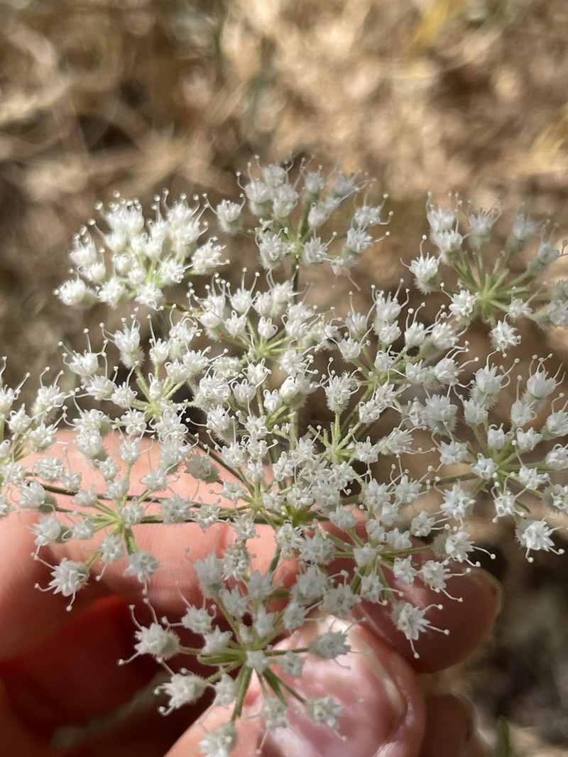 Pimpinella kotschyana