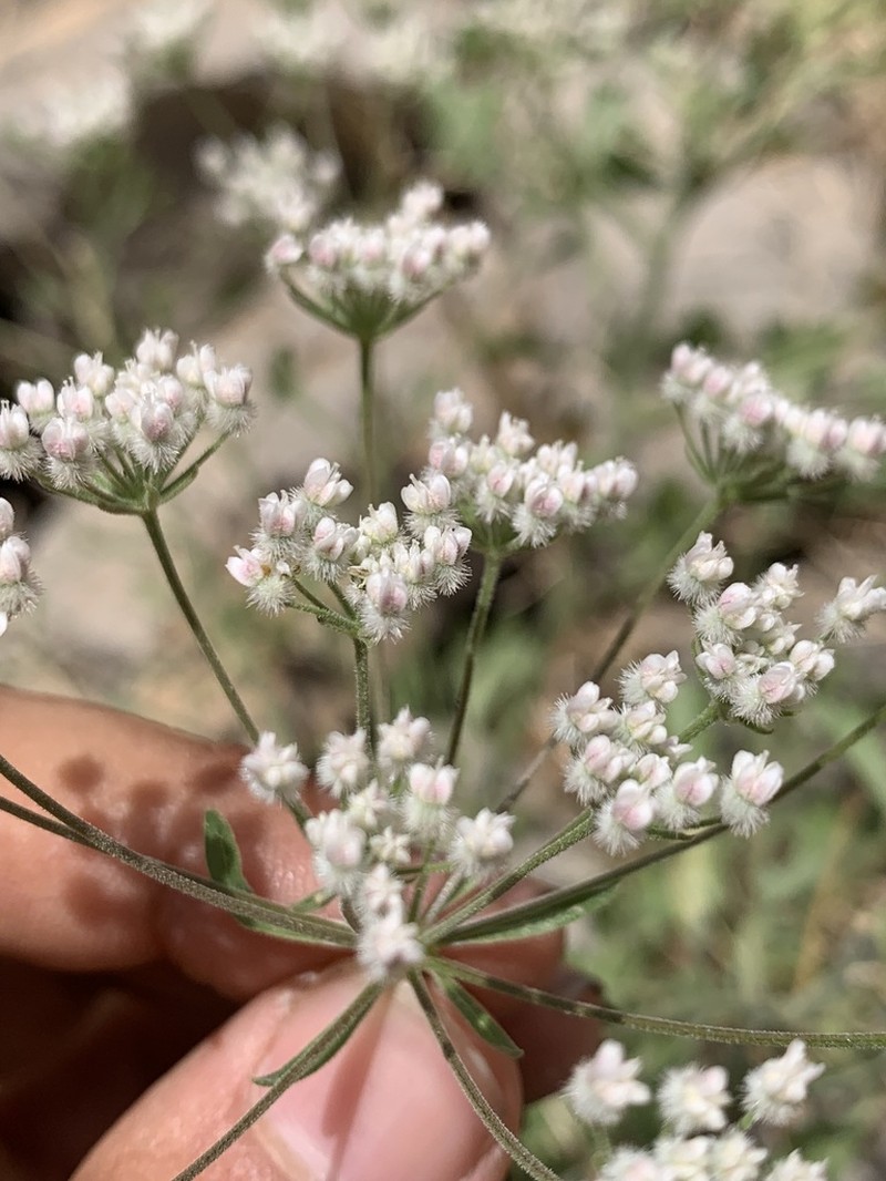 Pimpinella kotschyana photo 2