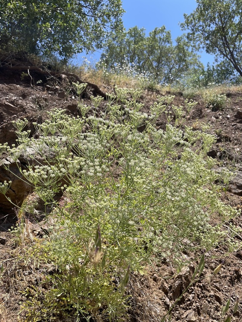 Pimpinella kotschyana photo 3