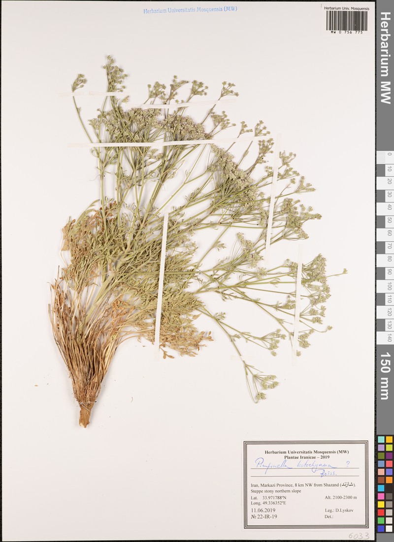 Pimpinella kotschyana photo 4