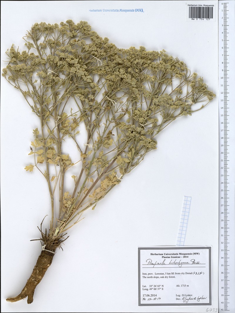 Pimpinella kotschyana photo 5