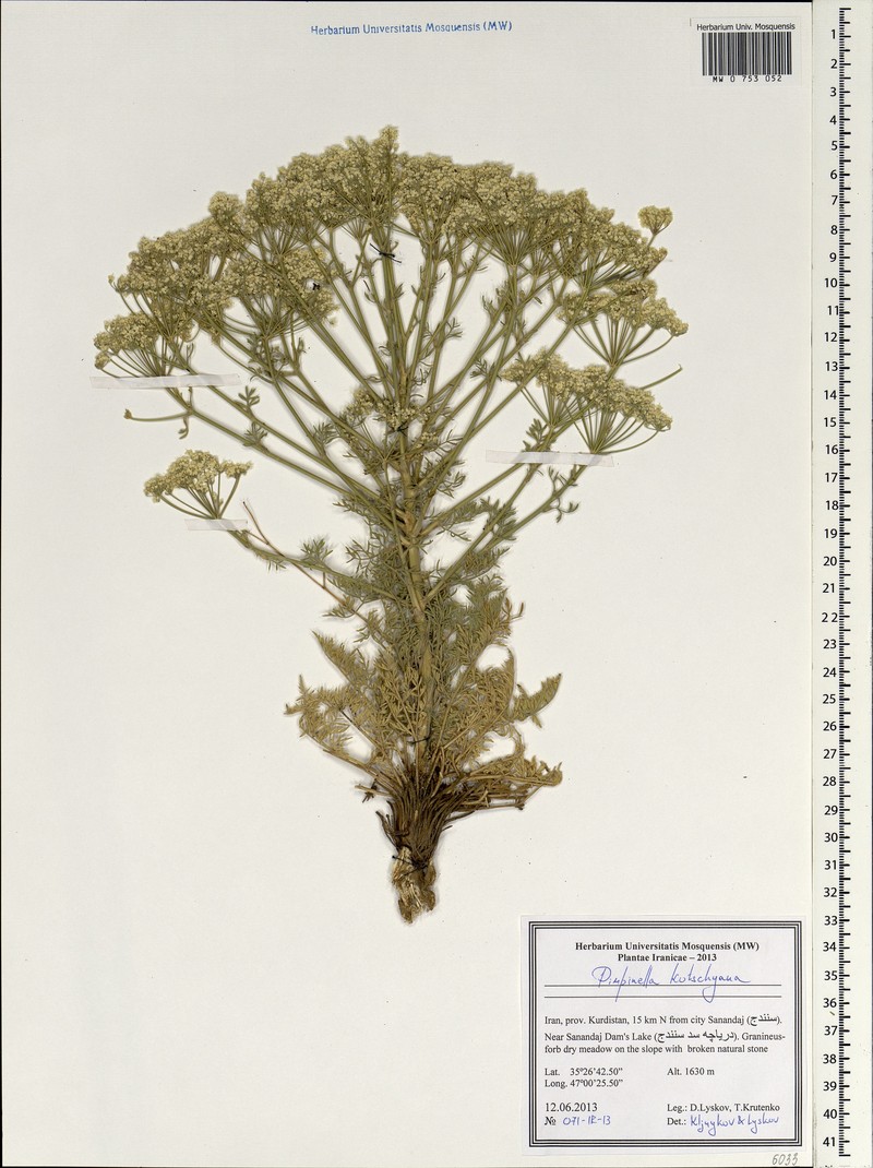 Pimpinella kotschyana photo 6
