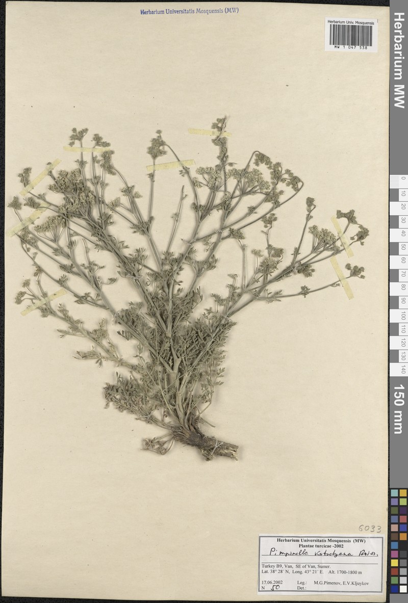 Pimpinella kotschyana photo 7