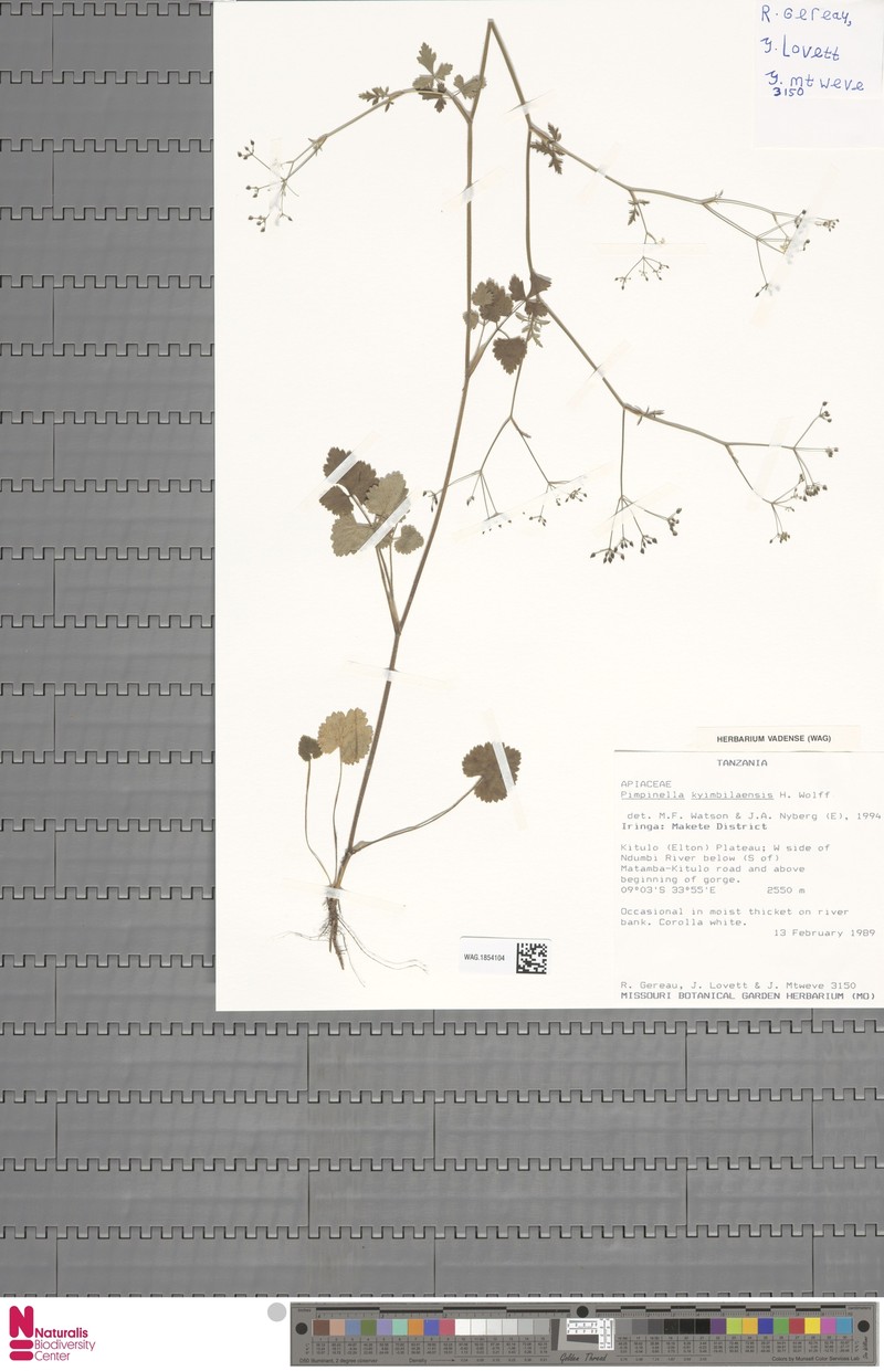 Pimpinella kyimbilaensis