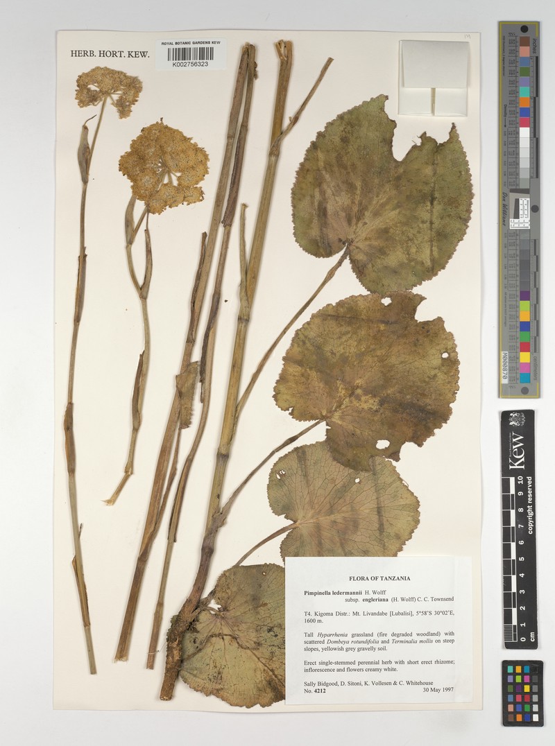 Pimpinella ledermannii