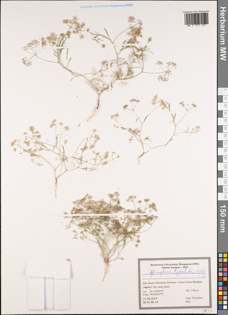 Pimpinella leptoclada