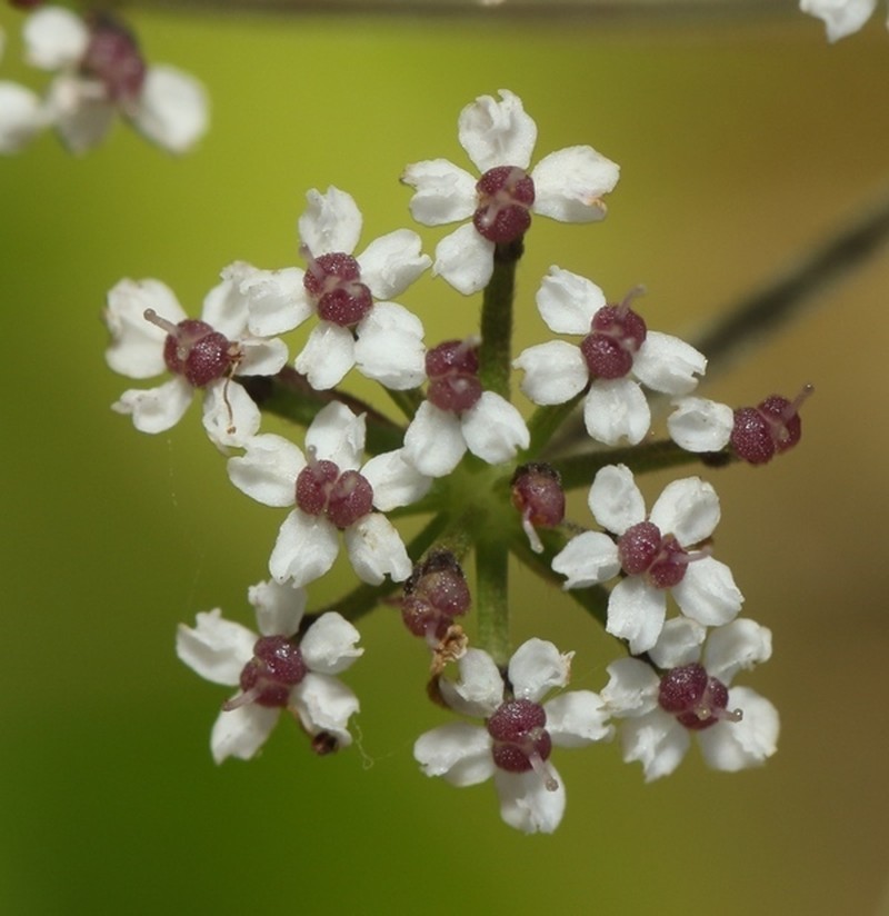 Pimpinella leschenaultii photo 2