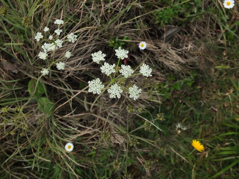 Pimpinella leschenaultii photo 3