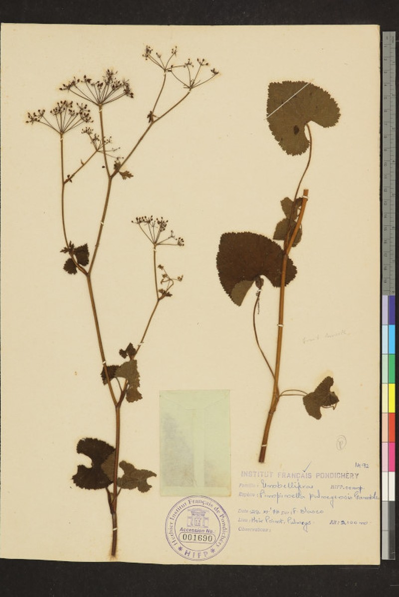 Pimpinella leschenaultii photo 4
