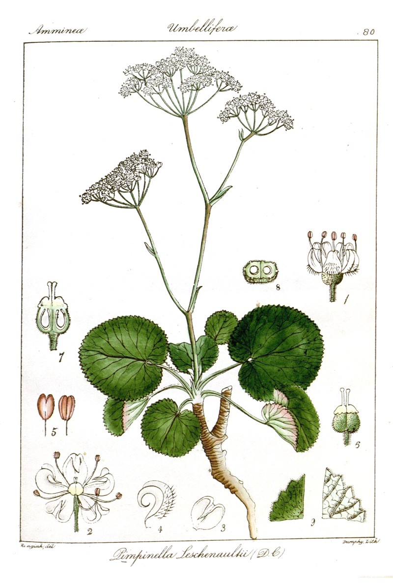 Pimpinella leschenaultii