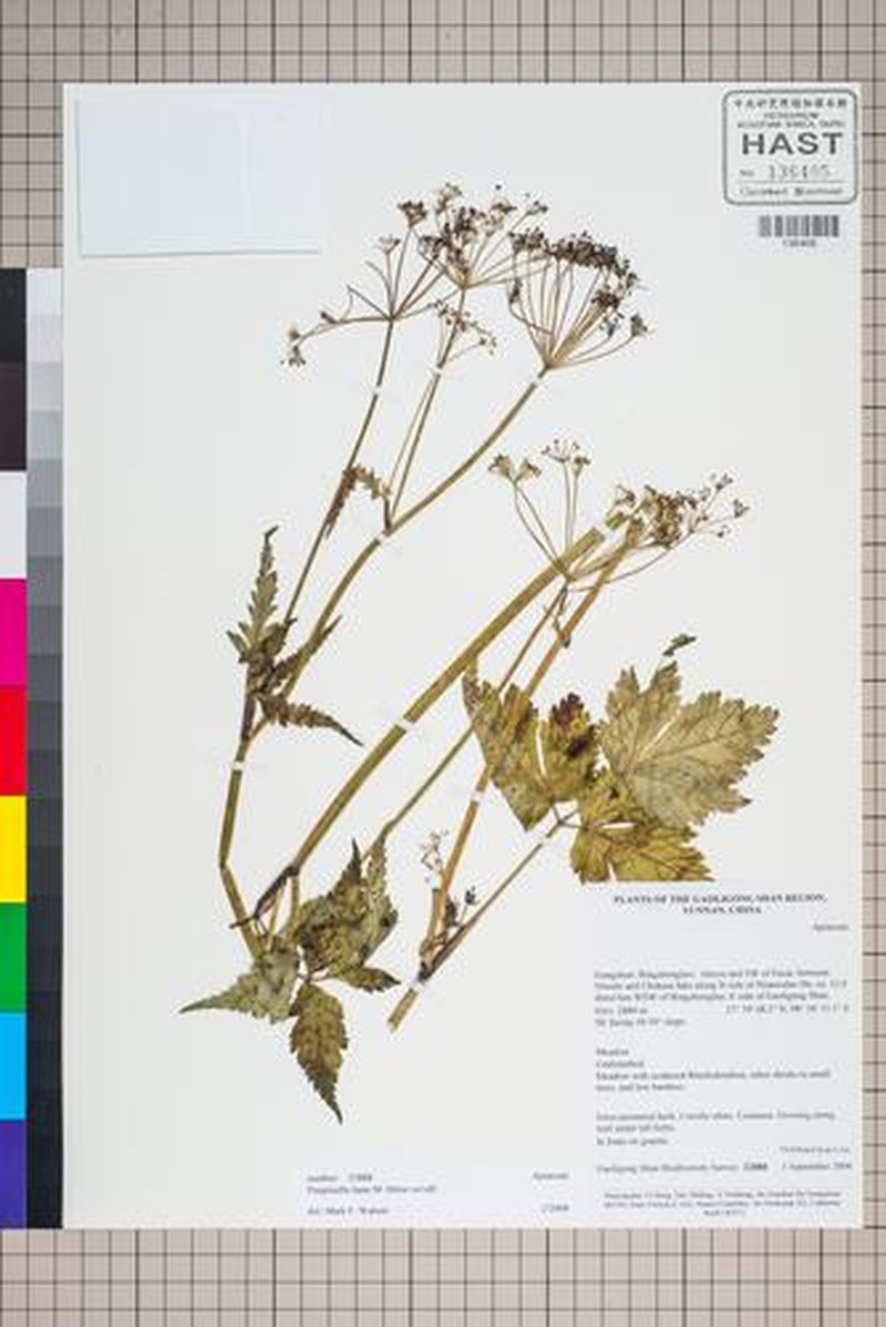 Pimpinella liiana