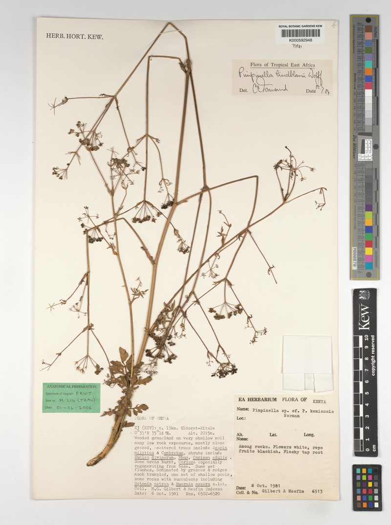 Pimpinella lindblomii