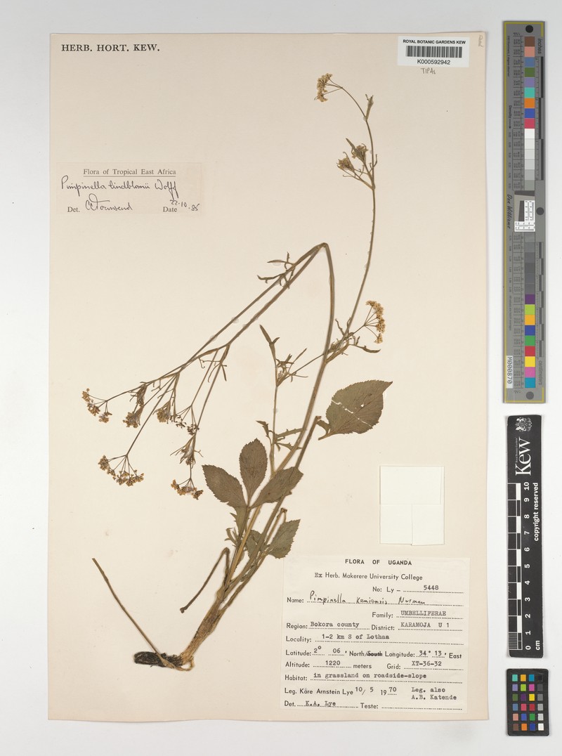 Pimpinella lindblomii photo 2