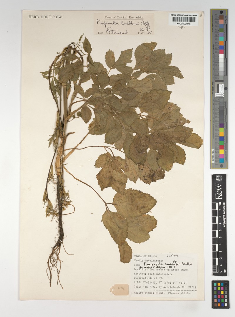 Pimpinella lindblomii photo 3