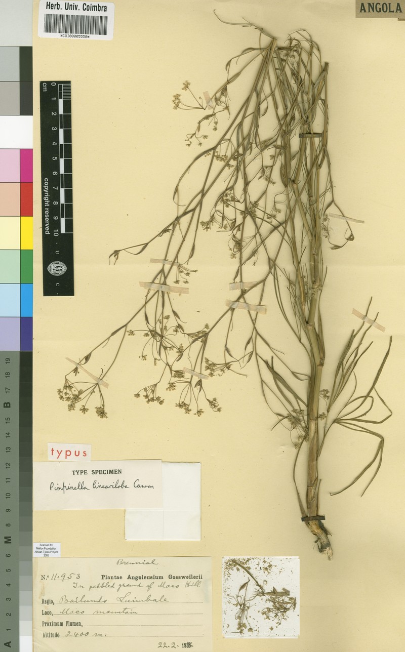 Pimpinella lineariloba