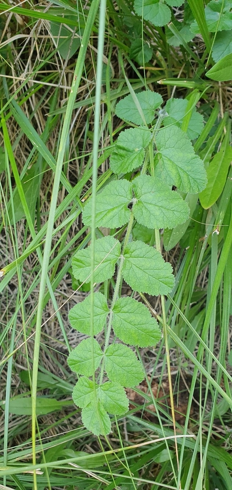 Pimpinella lutea