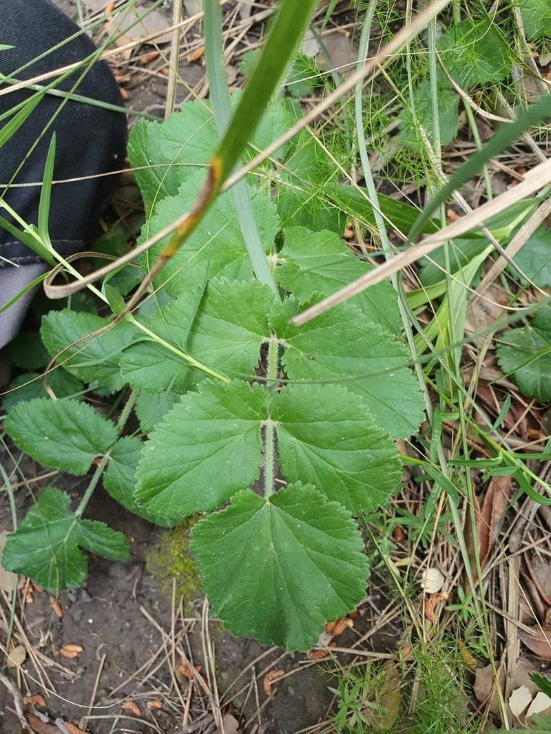 Pimpinella lutea photo 2