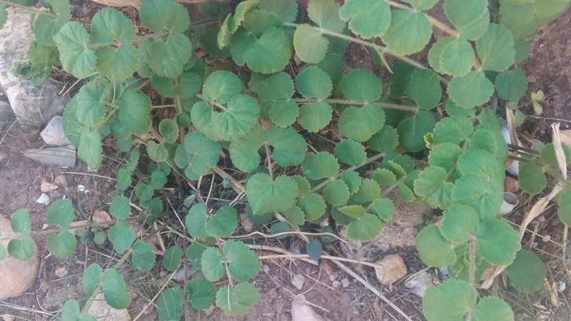 Pimpinella lutea photo 3