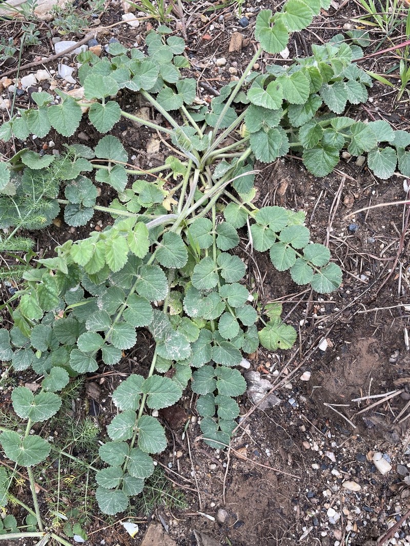 Pimpinella lutea photo 4
