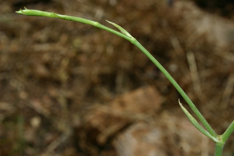 Pimpinella lutea photo 5