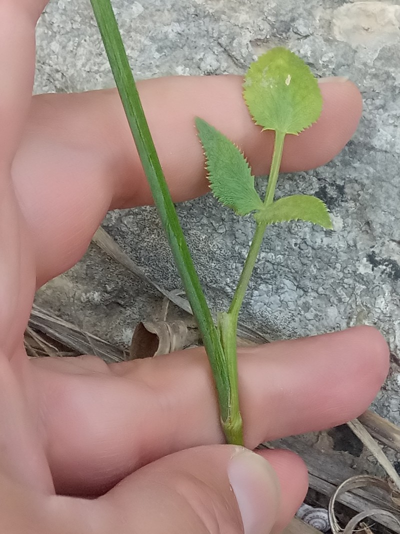 Pimpinella lutea photo 6