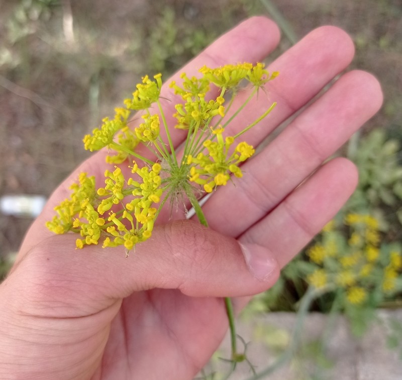 Pimpinella lutea photo 7