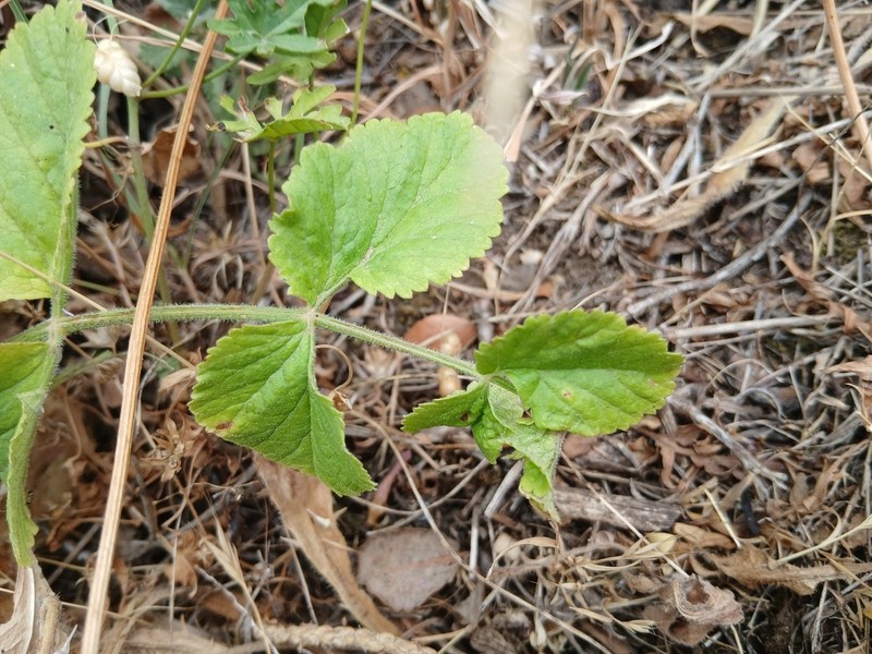 Pimpinella lutea photo 8