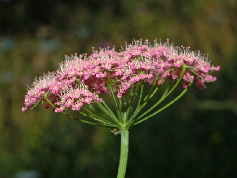 Hollowstem Burnet Saxifrage