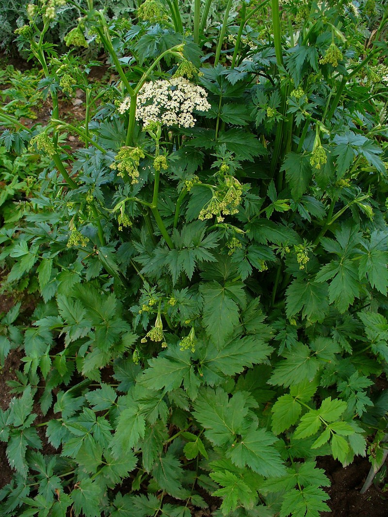 Hollowstem Burnet Saxifrage photo 2