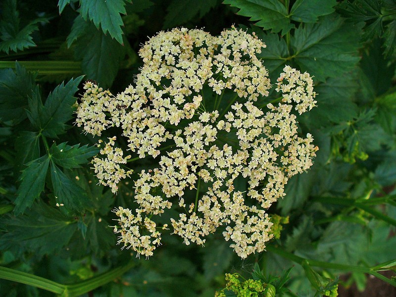 Hollowstem Burnet Saxifrage photo 3