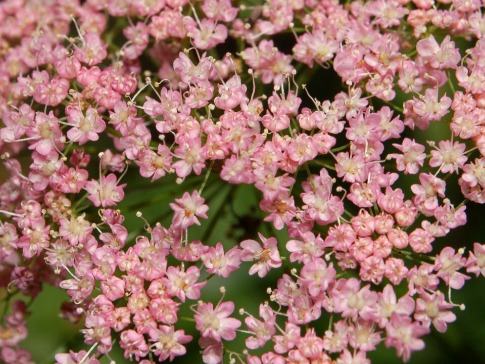 Hollowstem Burnet Saxifrage photo 5