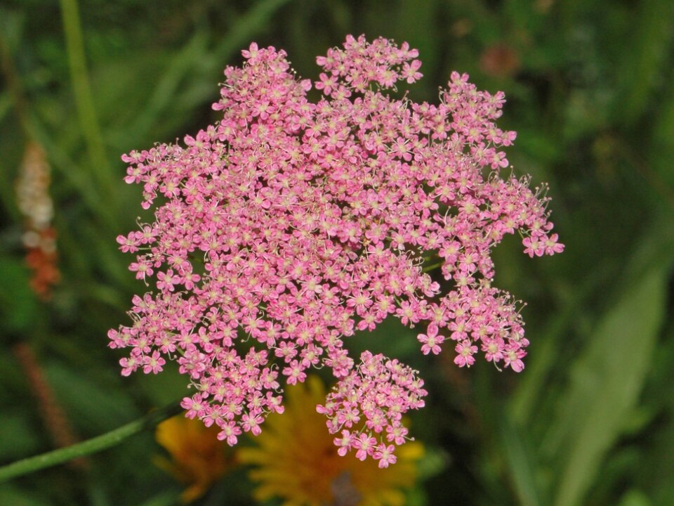 Hollowstem Burnet Saxifrage photo 6