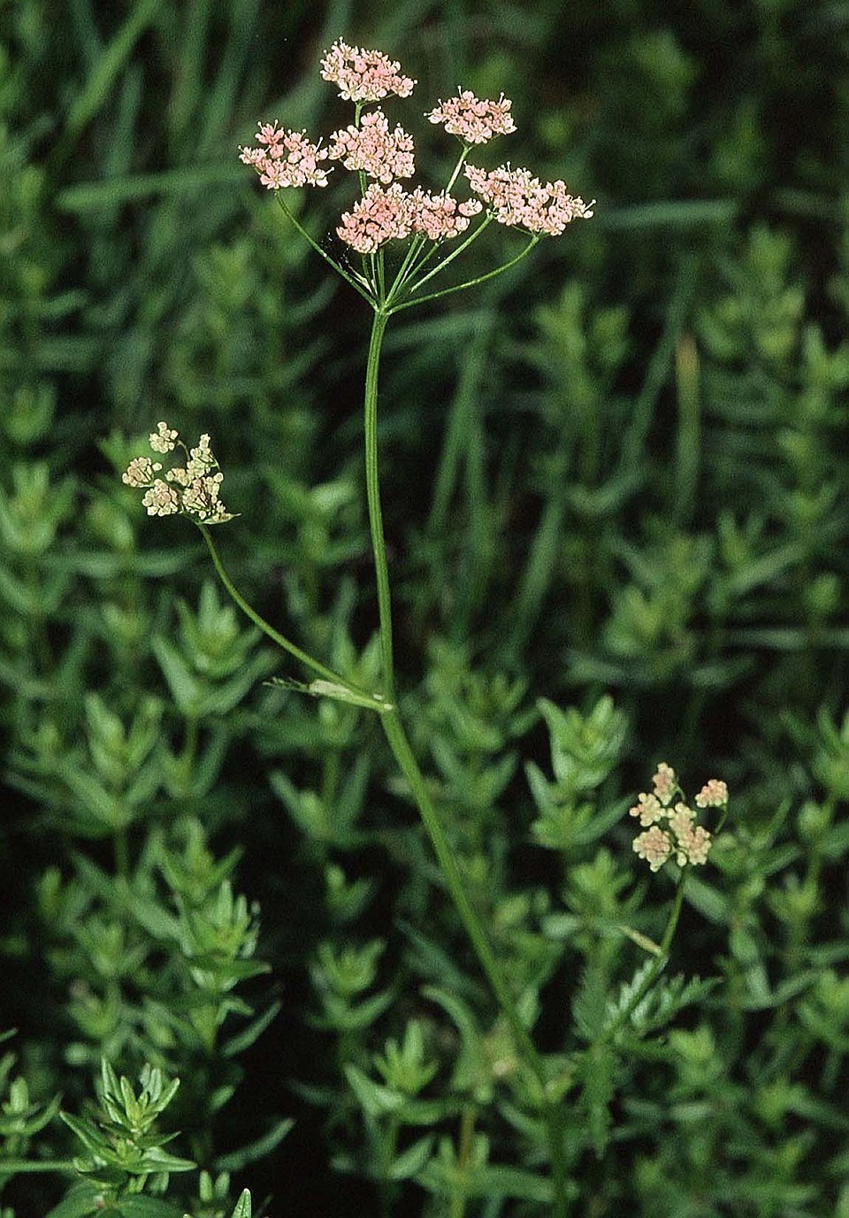 Hollowstem Burnet Saxifrage photo 7