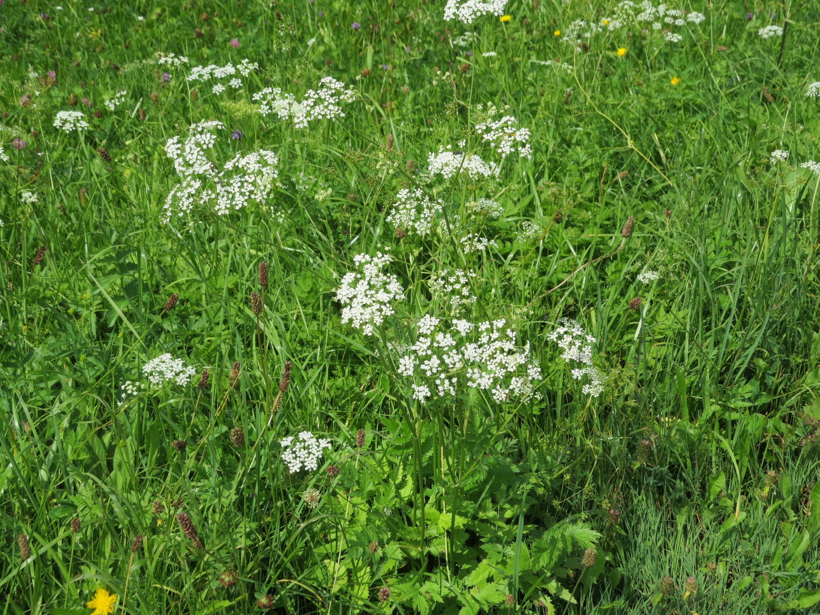 Hollowstem Burnet Saxifrage photo 8