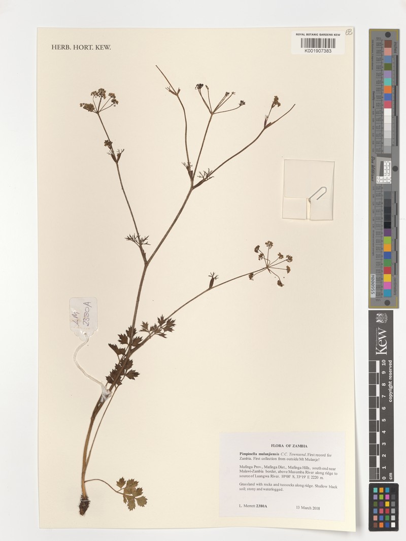 Pimpinella mulanjensis