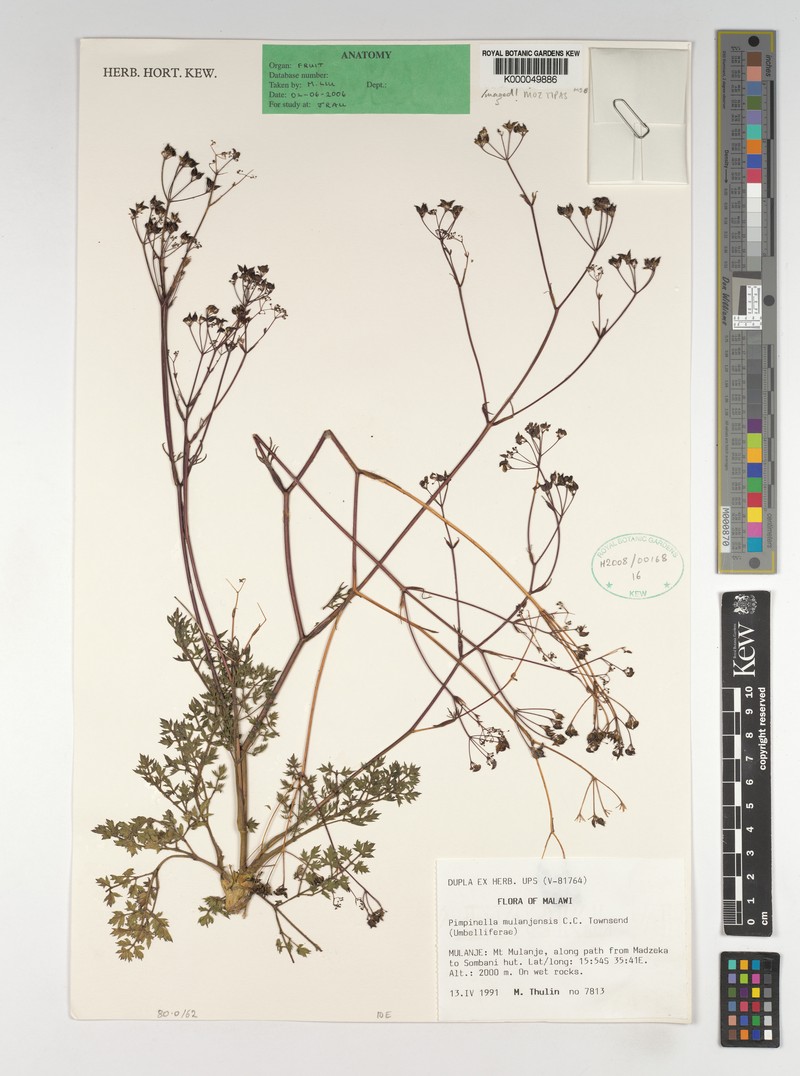 Pimpinella mulanjensis photo 2