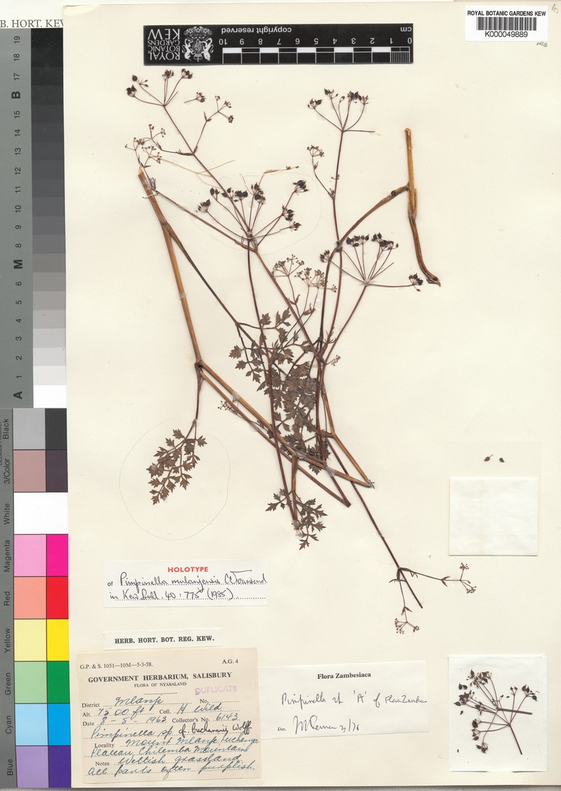 Pimpinella mulanjensis photo 3