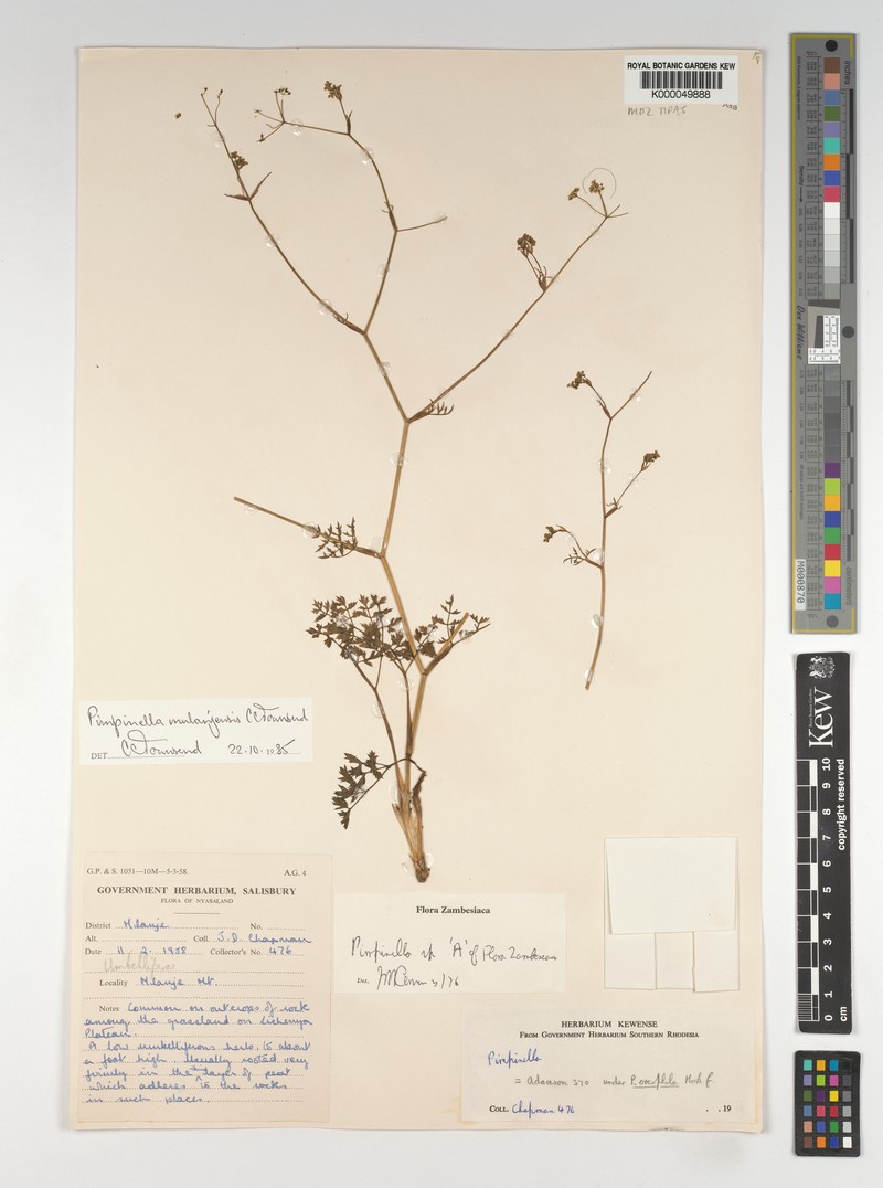 Pimpinella mulanjensis photo 4