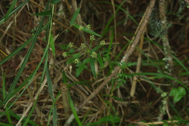Pimpinella niitakayamensis