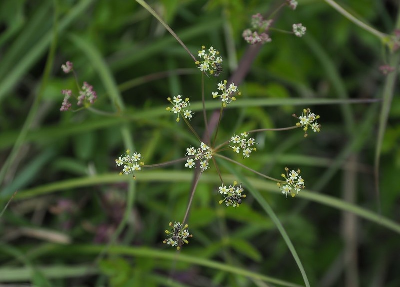 Pimpinella niitakayamensis photo 2