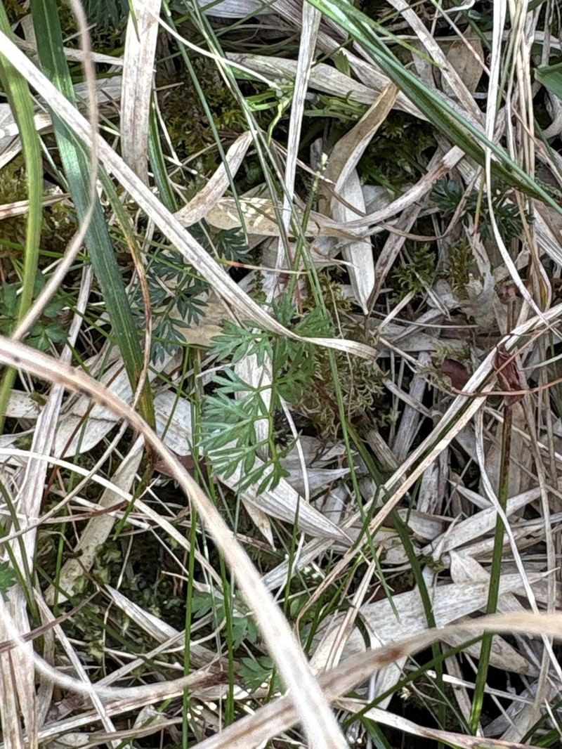 Pimpinella niitakayamensis photo 3
